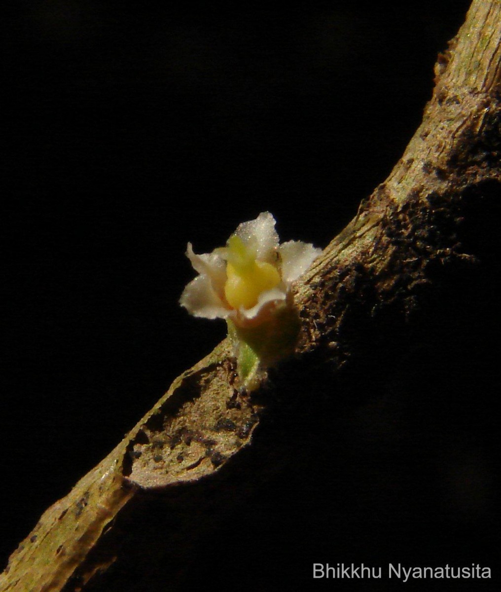 Agrostistachys indica Dalzell